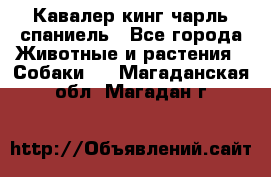 Кавалер кинг чарль спаниель - Все города Животные и растения » Собаки   . Магаданская обл.,Магадан г.